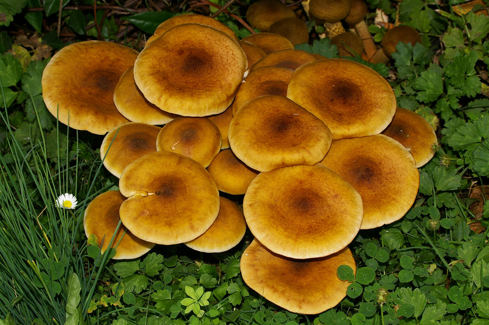 Armillaria?